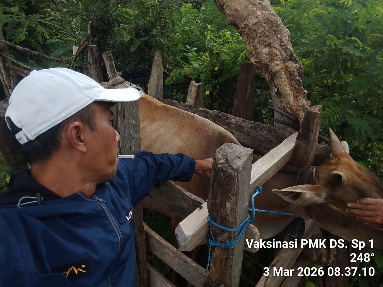 Vaksinasi Penyakit Mulut dan Kuku (PMK) di Kecamatan Plampang 