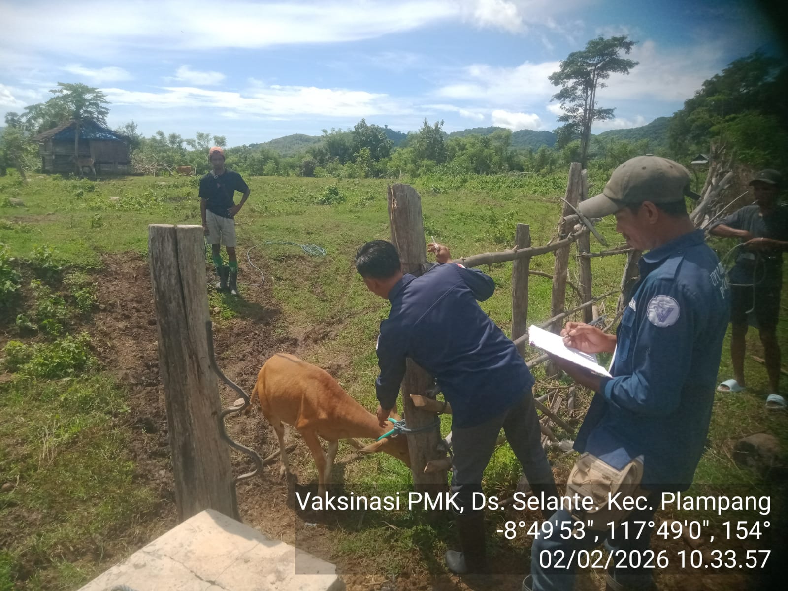 Vaksinasi Penyakit Mulut dan Kuku (PMK) di Kecamatan Plampang 