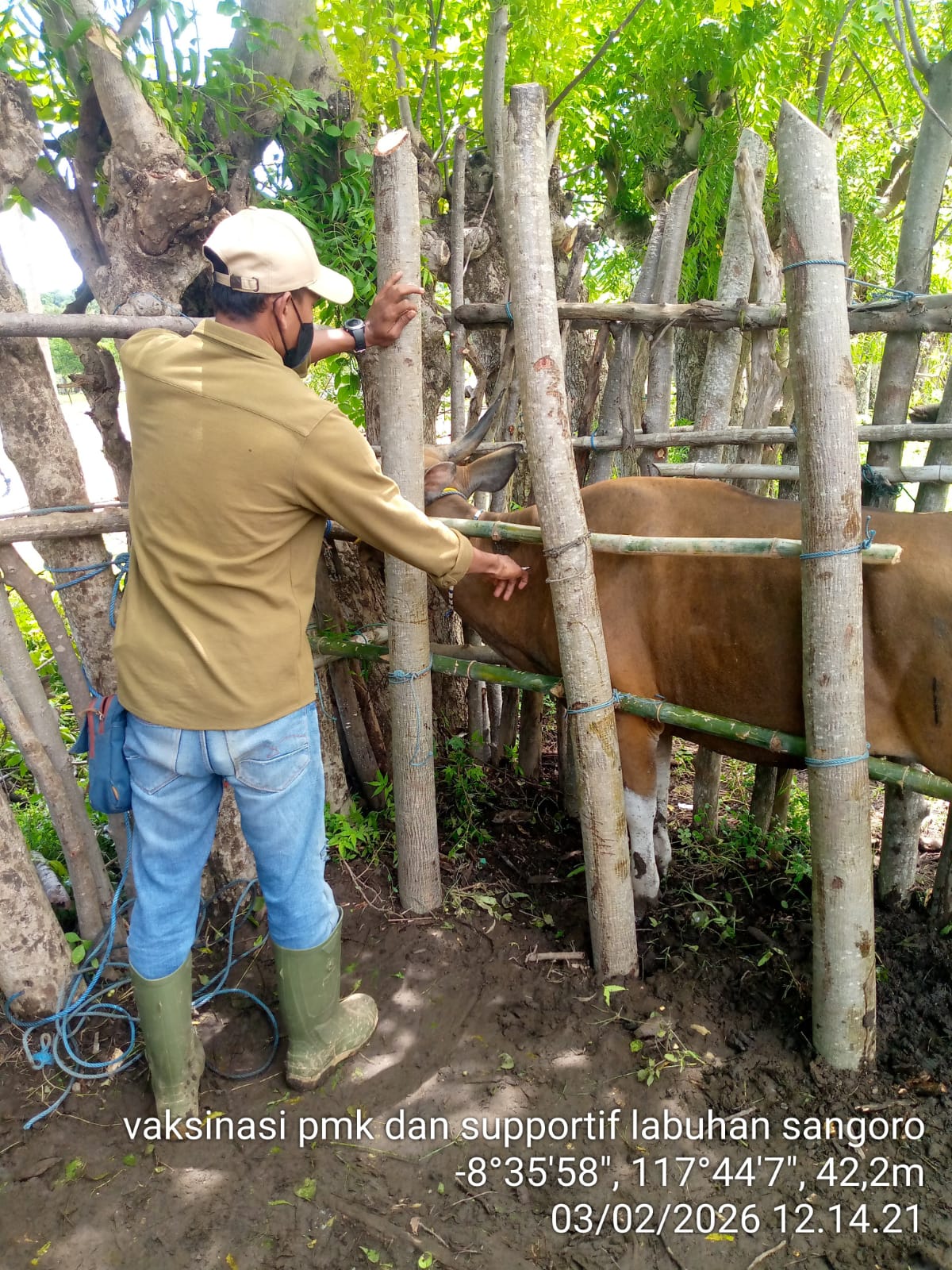 Vaksinasi Penyakit Mulut dan Kuku (PMK) di Kecamatan Plampang 