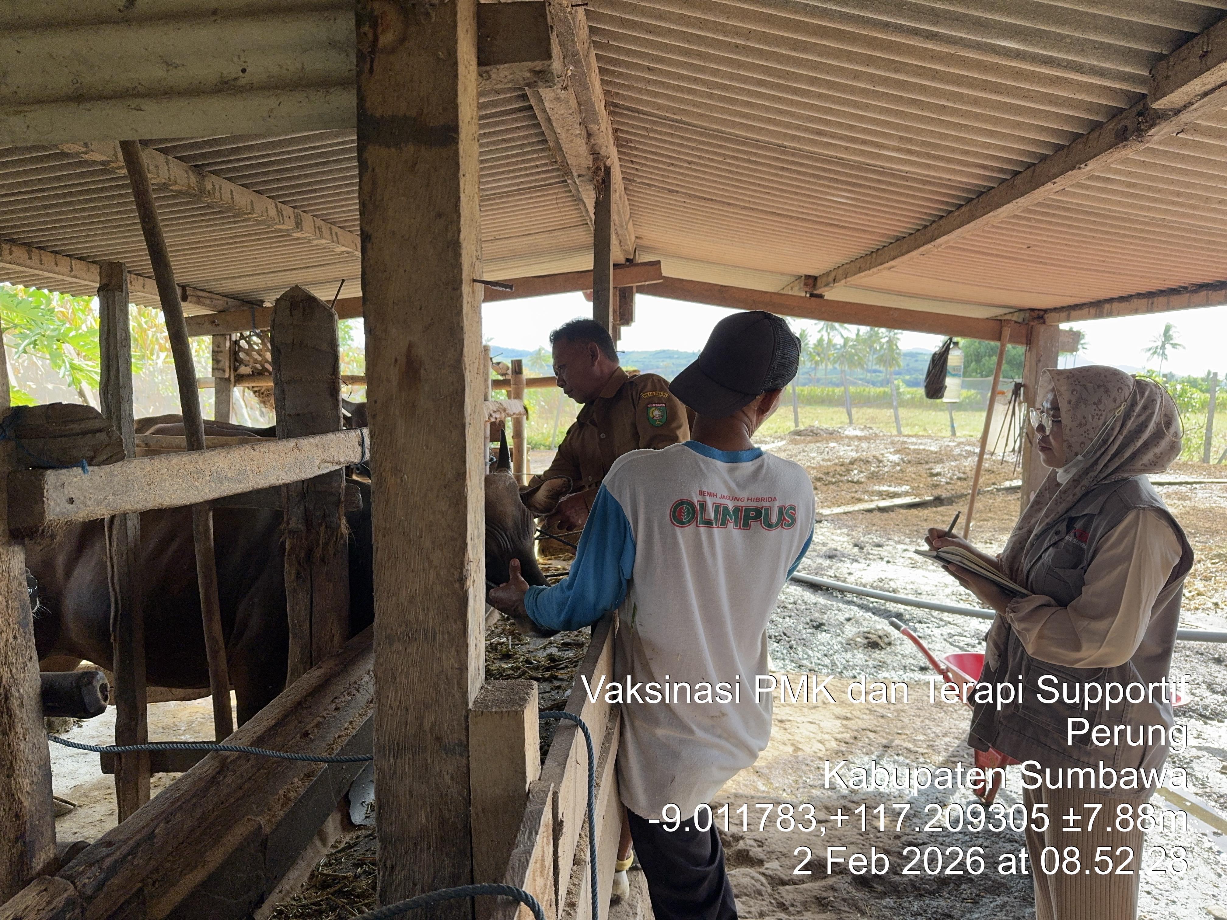 Vaksinasi Penyakit Mulut dan Kuku (PMK) di Kecamatan Lunyuk 