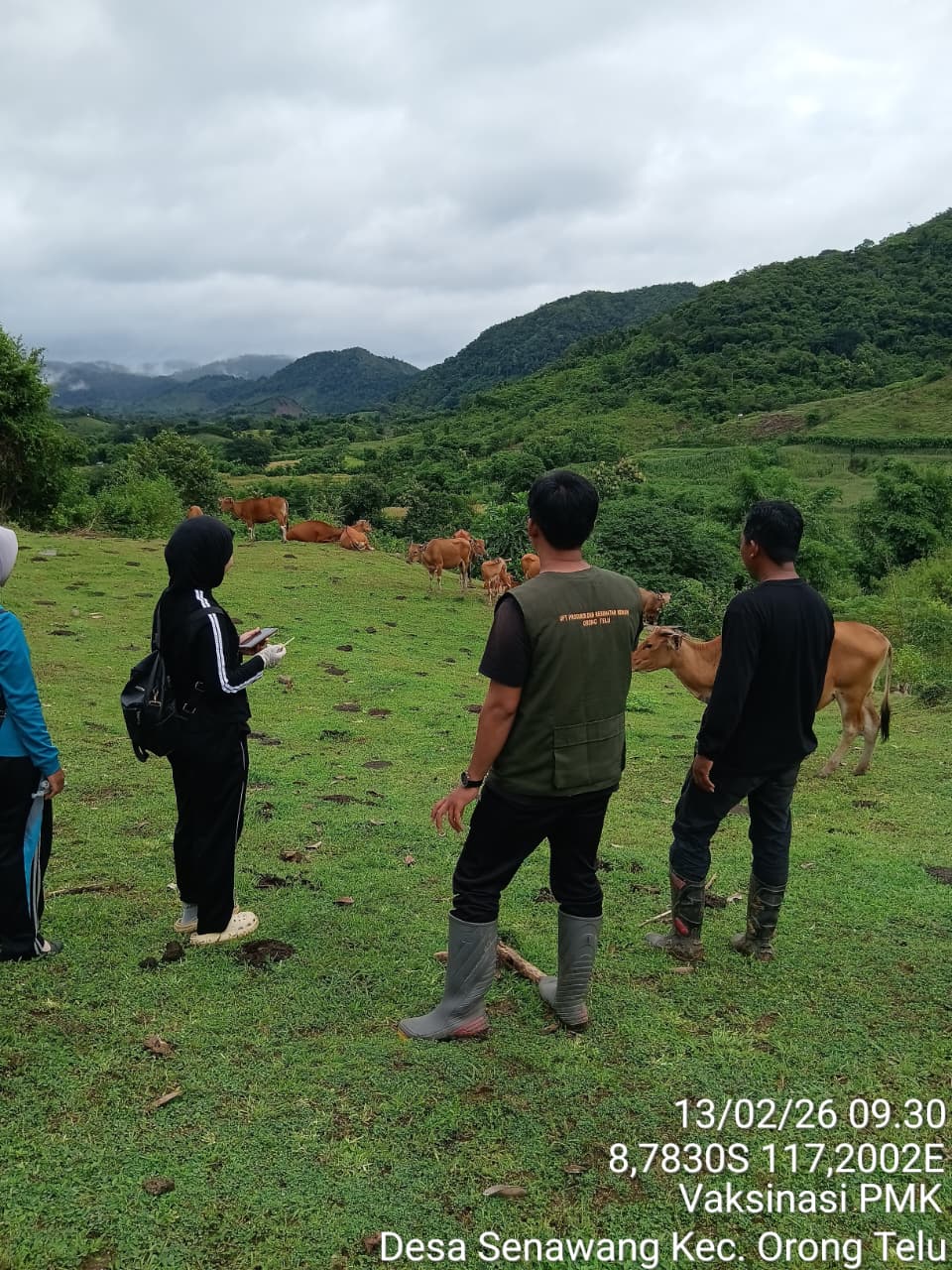 Vaksinasi Penyakit Mulut dan Kuku (PMK) di Kecamatan Orong Telu 
