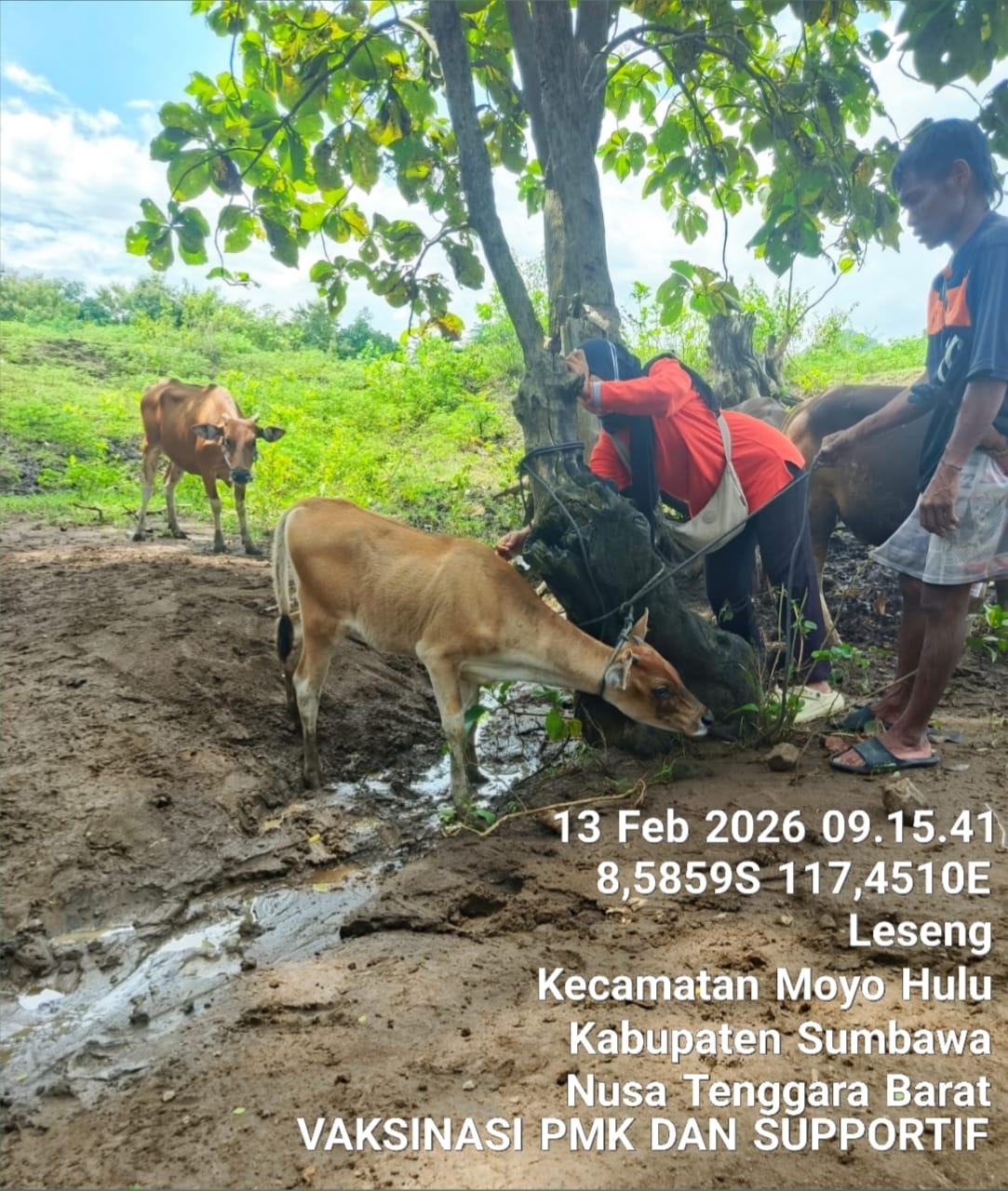 Vaksinasi Penyakit Mulut dan Kuku (PMK) di Kecamatan Moyo Hulu 