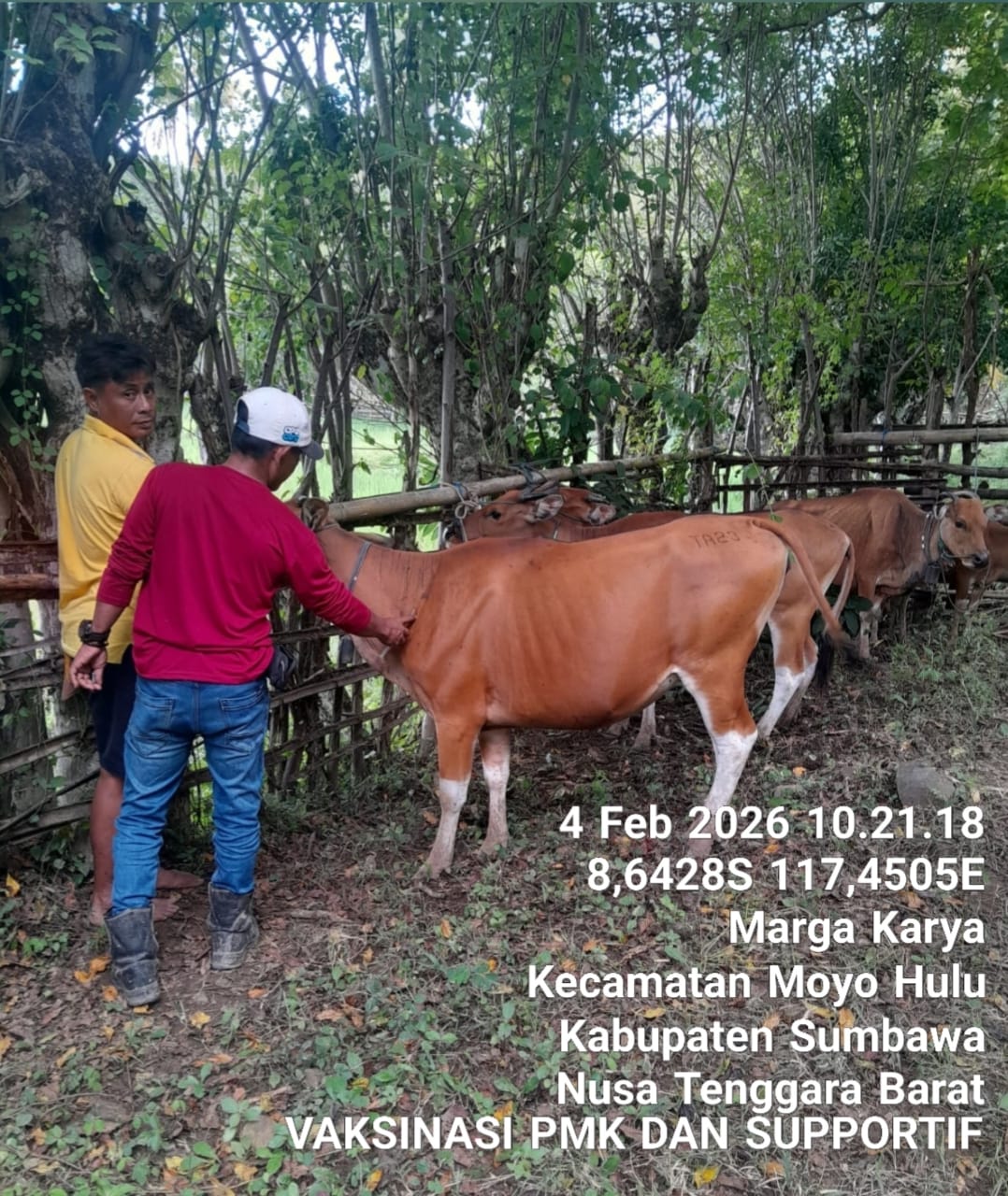 Vaksinasi Penyakit Mulut dan Kuku (PMK) di Kecamatan Moyo Hulu 