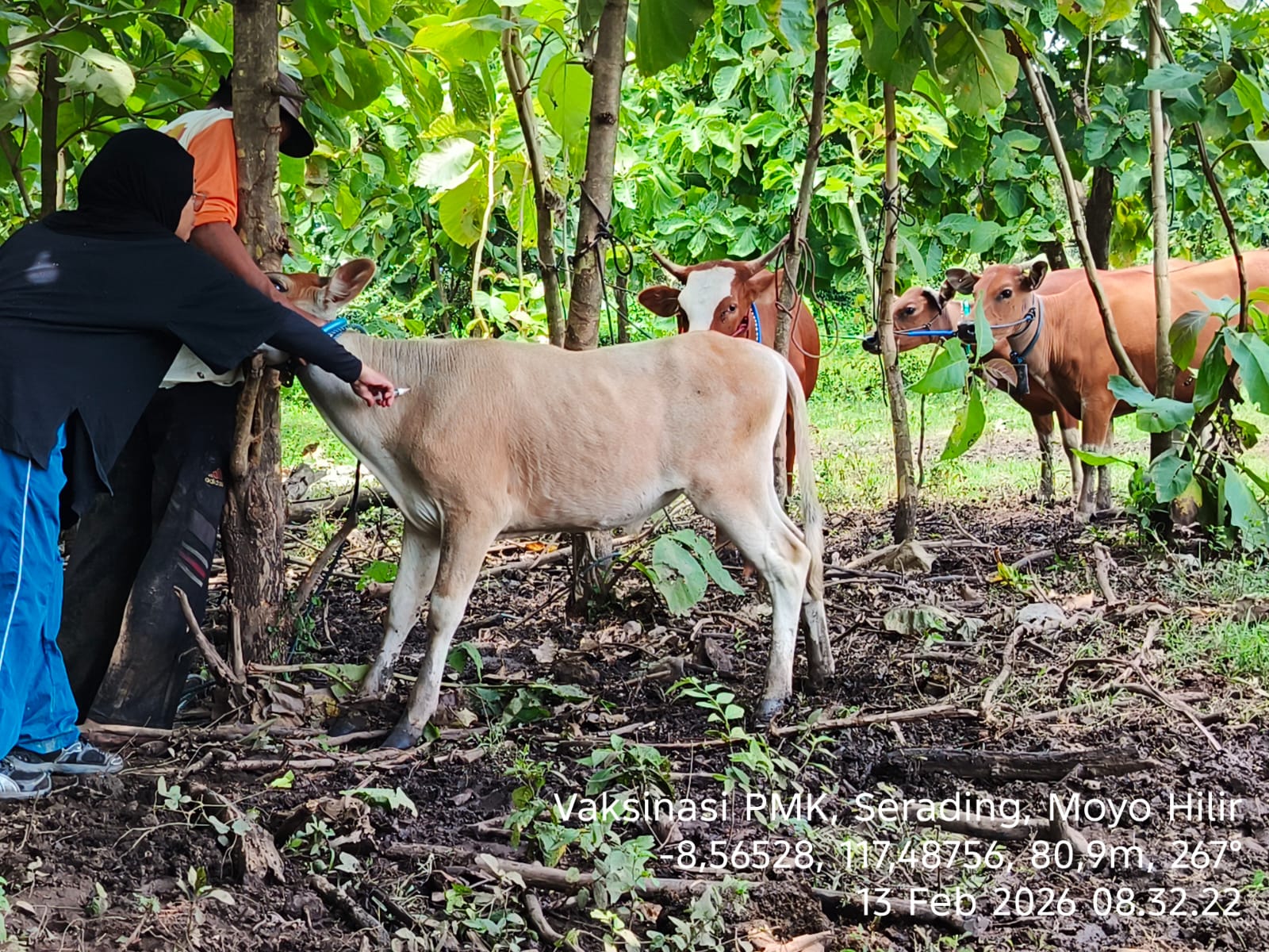 Vaksinasi Penyakit Mulut dan Kuku (PMK) di Kecamatan Moyo Hilir