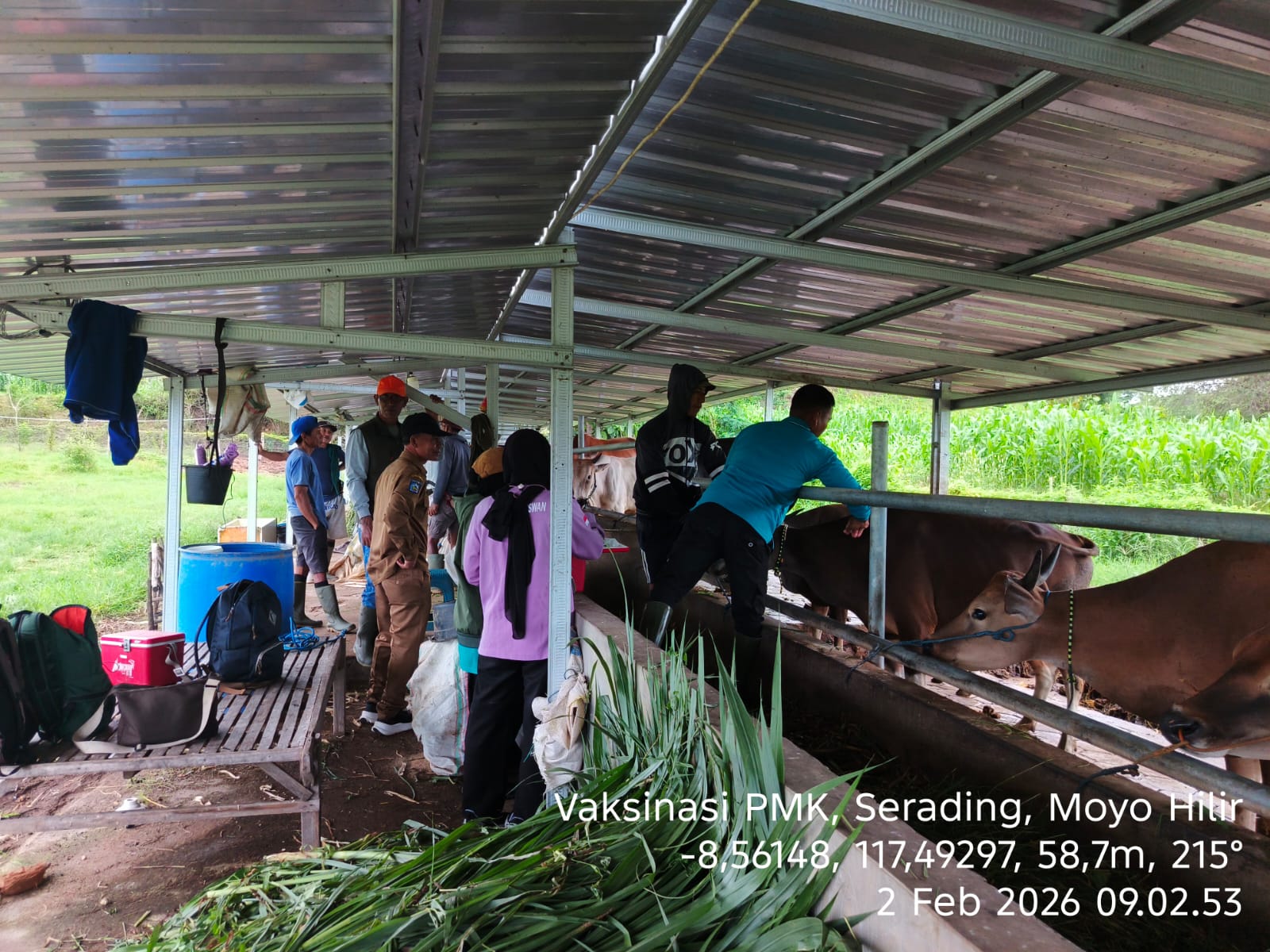 Vaksinasi Penyakit Mulut dan Kuku (PMK) di Kecamatan Moyo Hilir