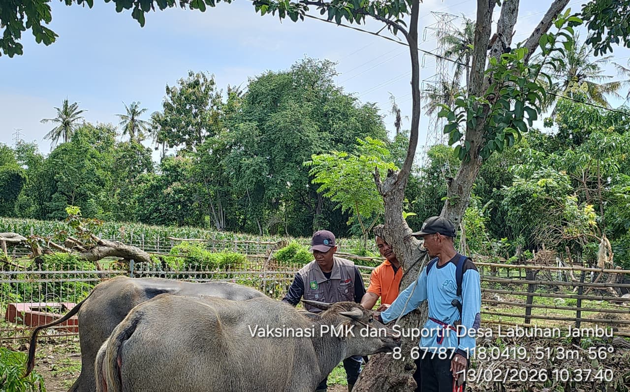 Vaksinasi Penyakit Mulut dan Kuku (PMK) di Kecamatan Empang 