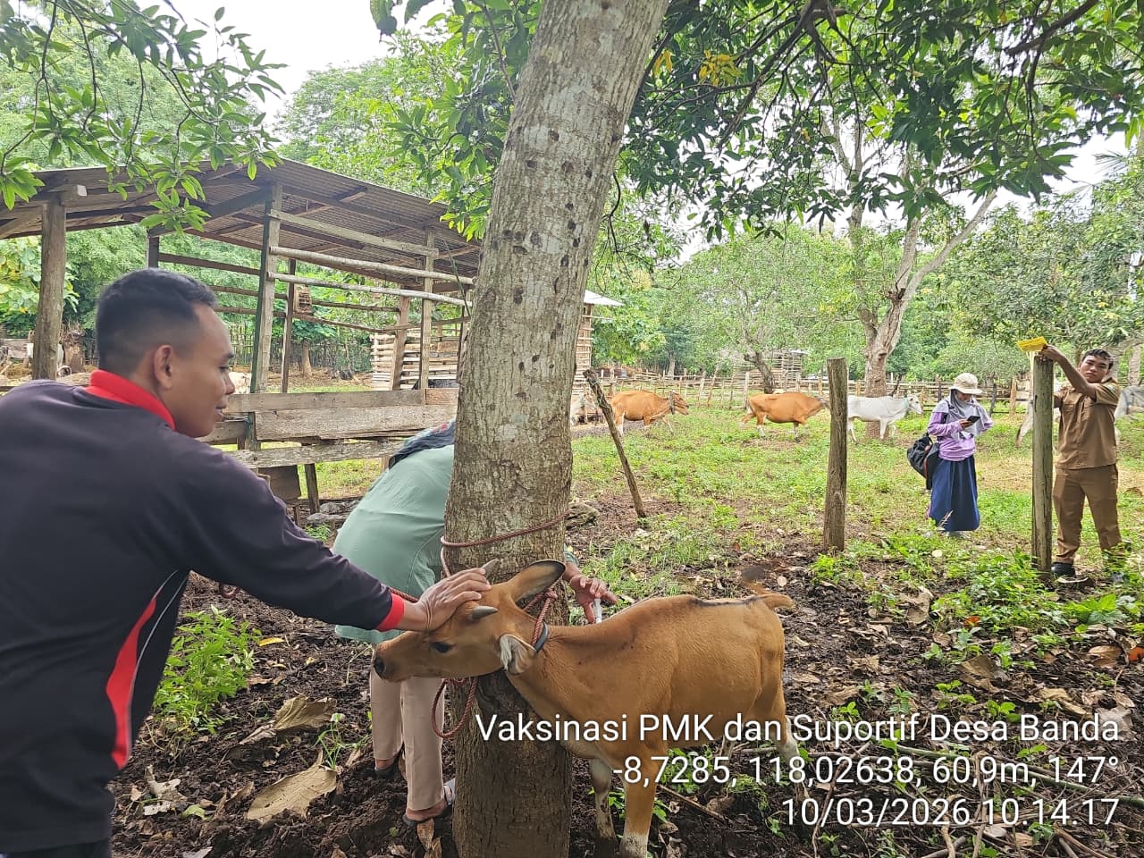 Vaksinasi Penyakit Mulut dan Kuku (PMK) di Kecamatan Tarano 