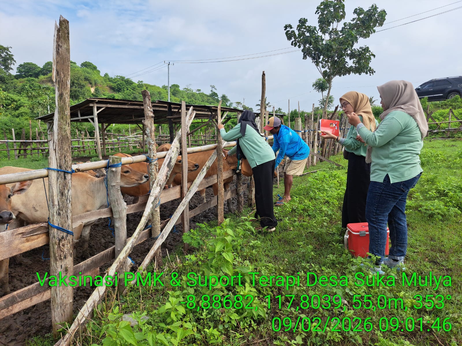 Vaksinasi Penyakit Mulut dan Kuku (PMK) di Kecamatan Labangka 