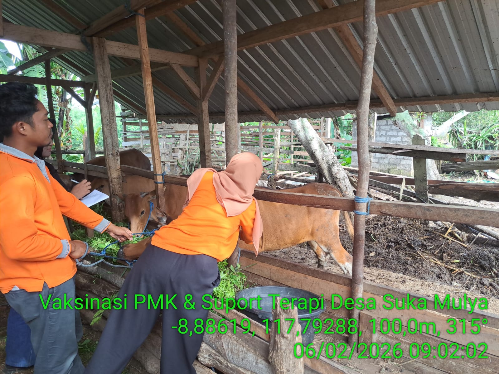 Vaksinasi Penyakit Mulut dan Kuku (PMK) di Kecamatan Labangka 