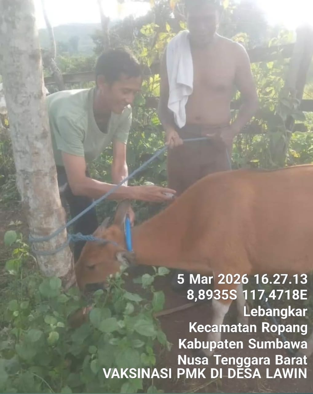 Vaksinasi Penyakit Mulut dan Kuku (PMK) di Kecamatan Ropang 