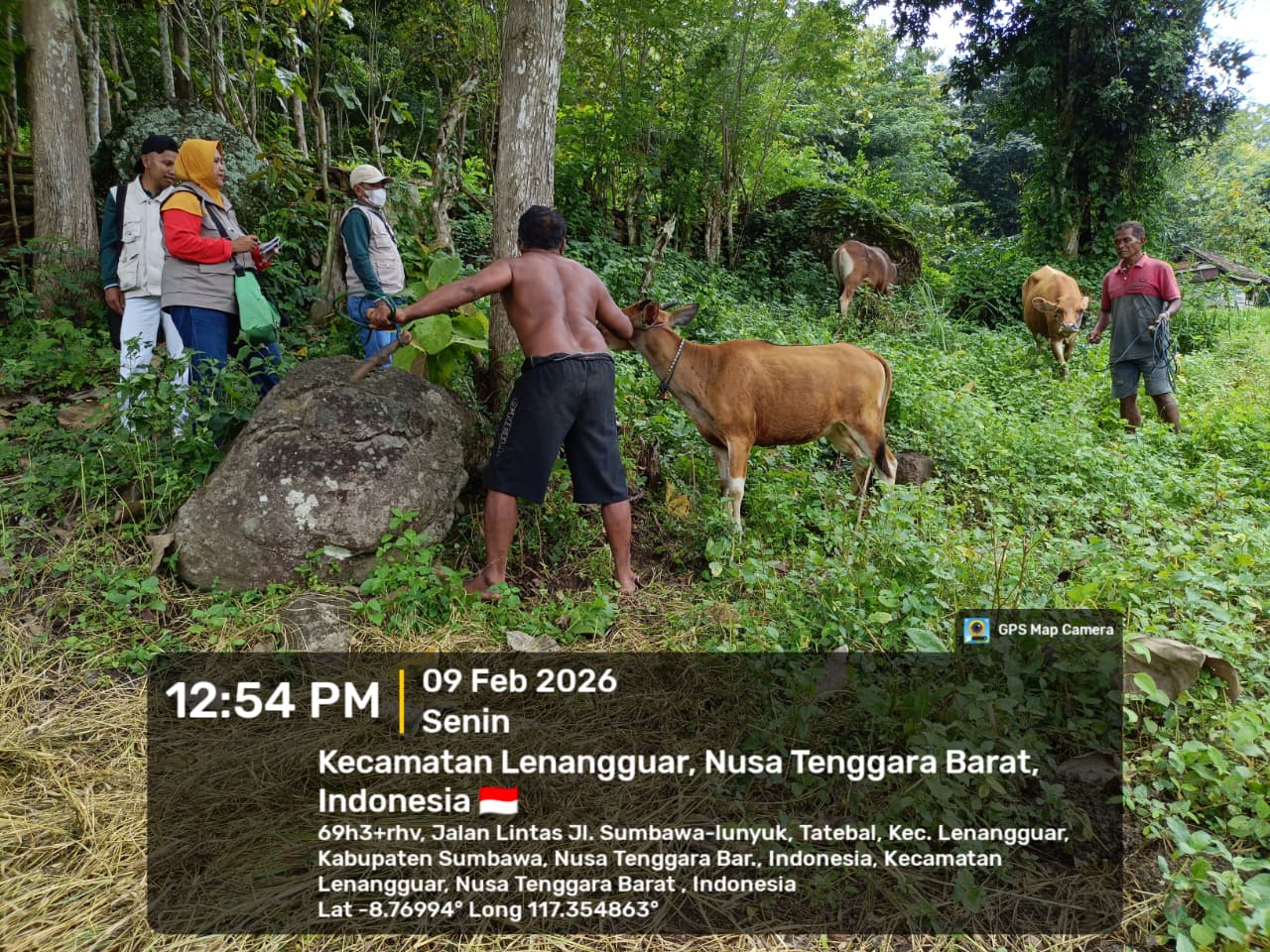 Vaksinasi Penyakit Mulut dan Kuku (PMK) di Kecamatan Lenangguar 