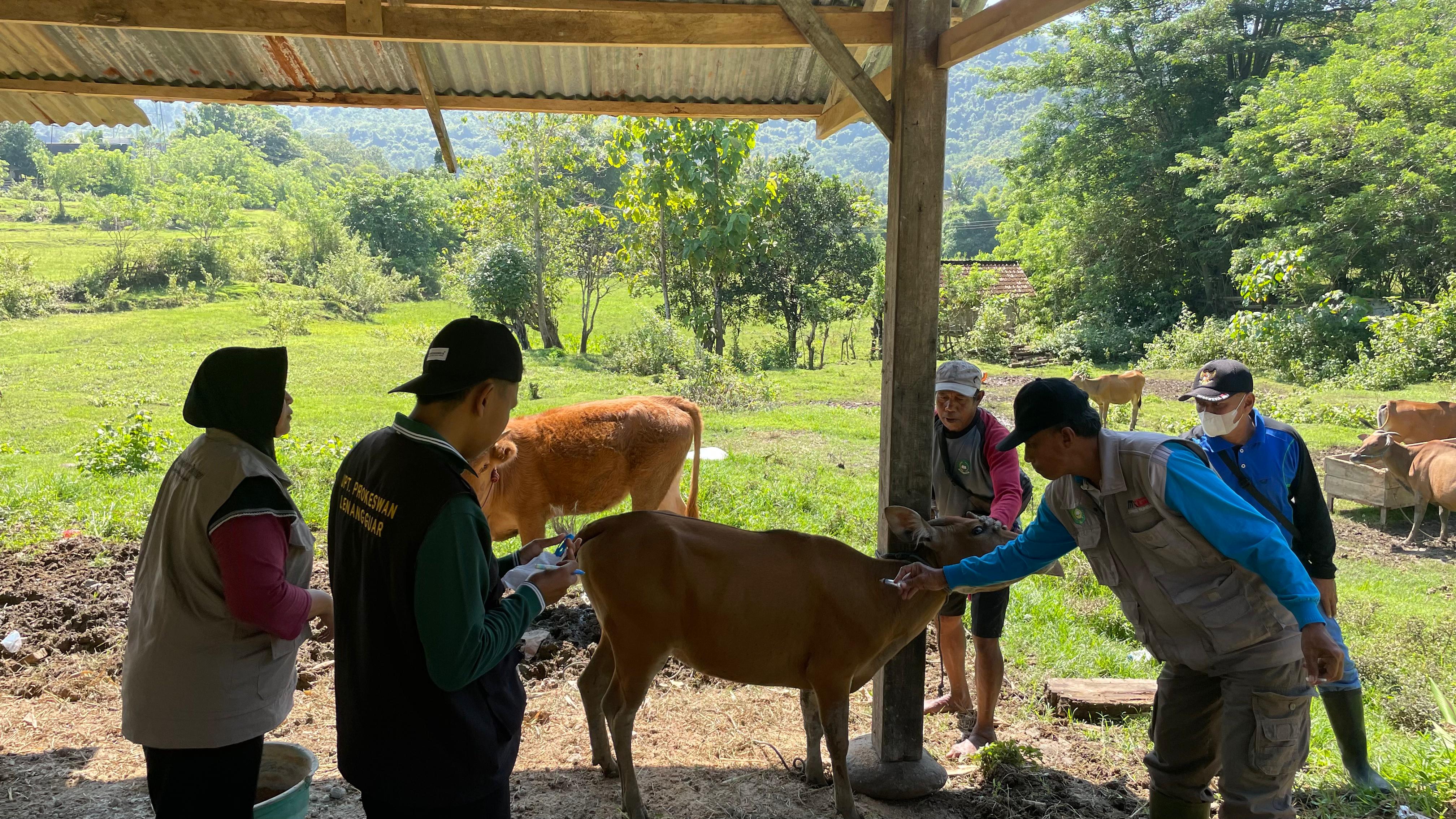 Vaksinasi Penyakit Mulut dan Kuku (PMK) di Kecamatan Lenangguar 