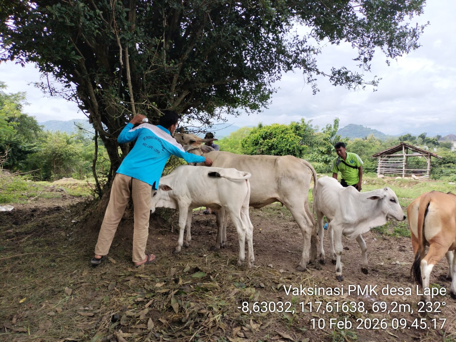 Vaksinasi Penyakit Mulut dan Kuku (PMK) di Kecamatan Lape
