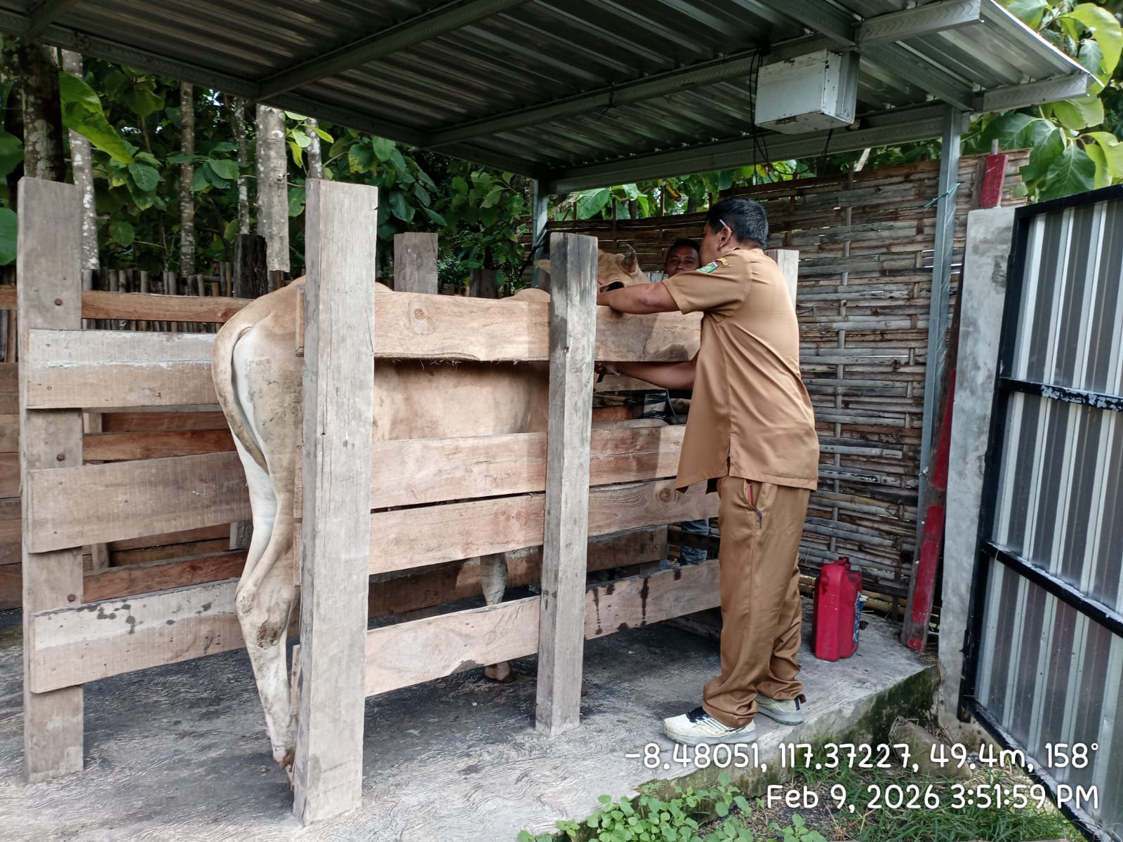 Vaksinasi Penyakit Mulut dan Kuku (PMK) di Kecamatan Sumbawa 