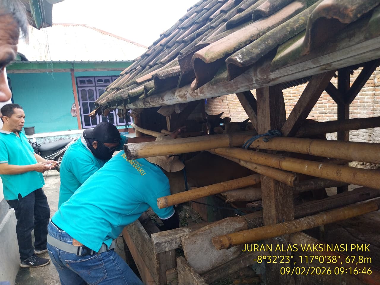 Vaksinasi Penyakit Mulut dan Kuku (PMK) di Kecamatan Alas 
