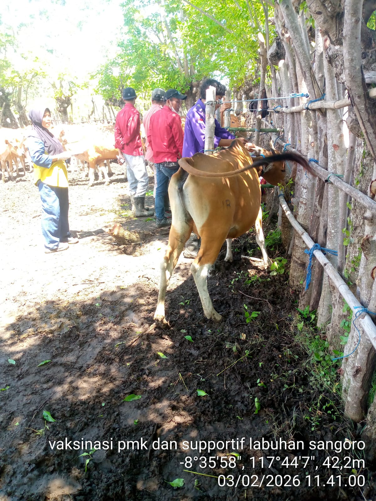 Kegiatan VAKSINASI PENYAKIT MULUT DAN KUKU (PMK) di Kabupaten Sumbawa 