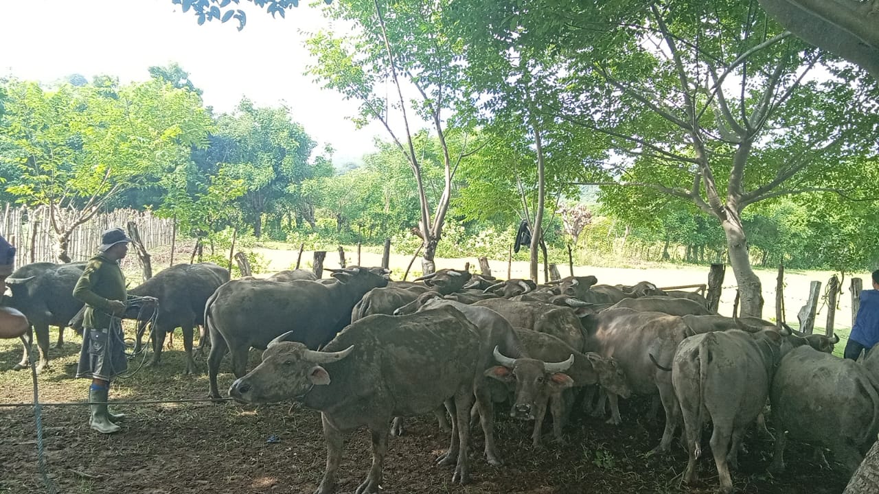 Monitoring Vaksinasi PMK di UPT Pembibitan Kerbau Sumbawa Bersinergi 