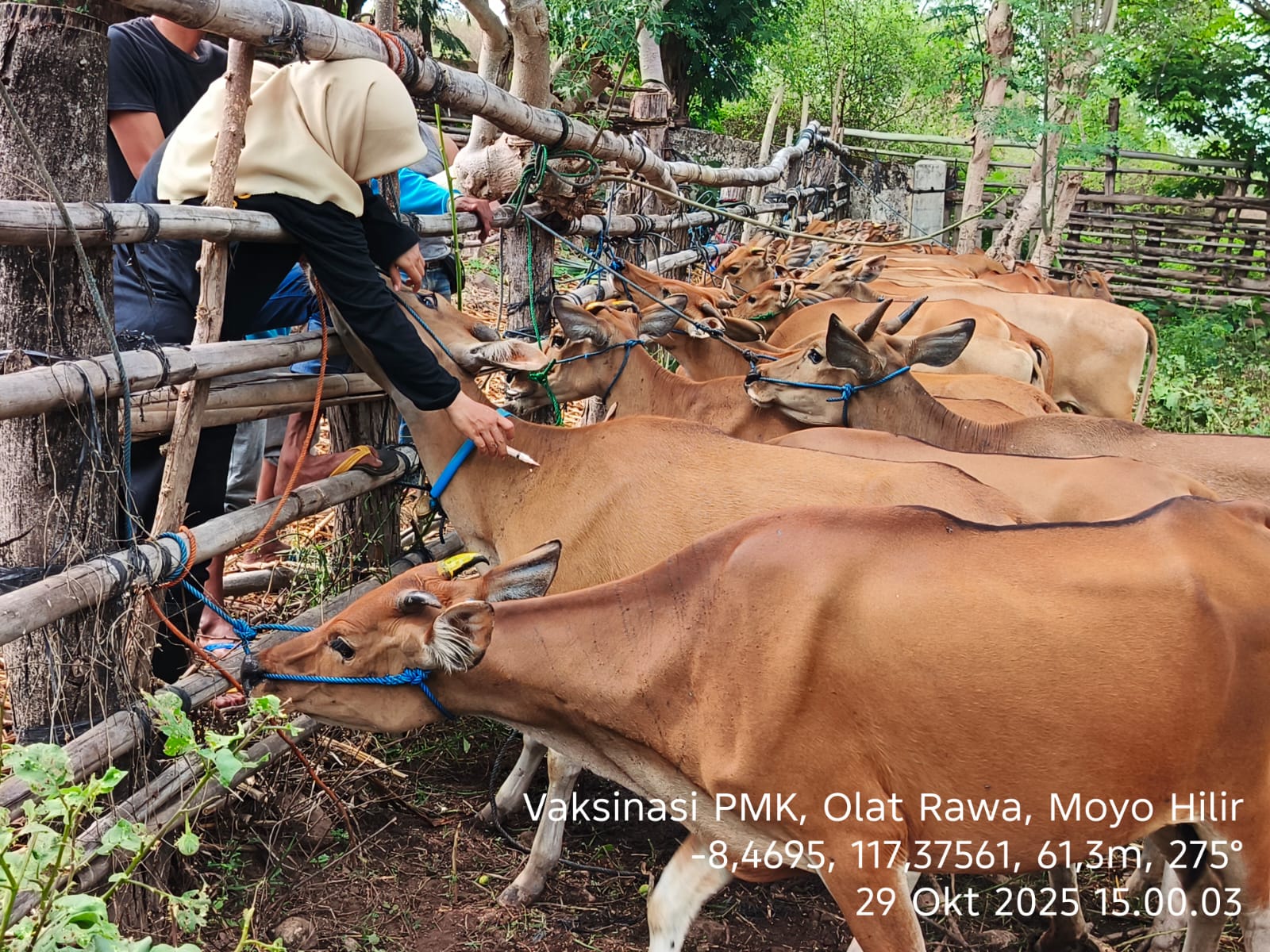 Vaksinasi PMK di Moyo Hilir 