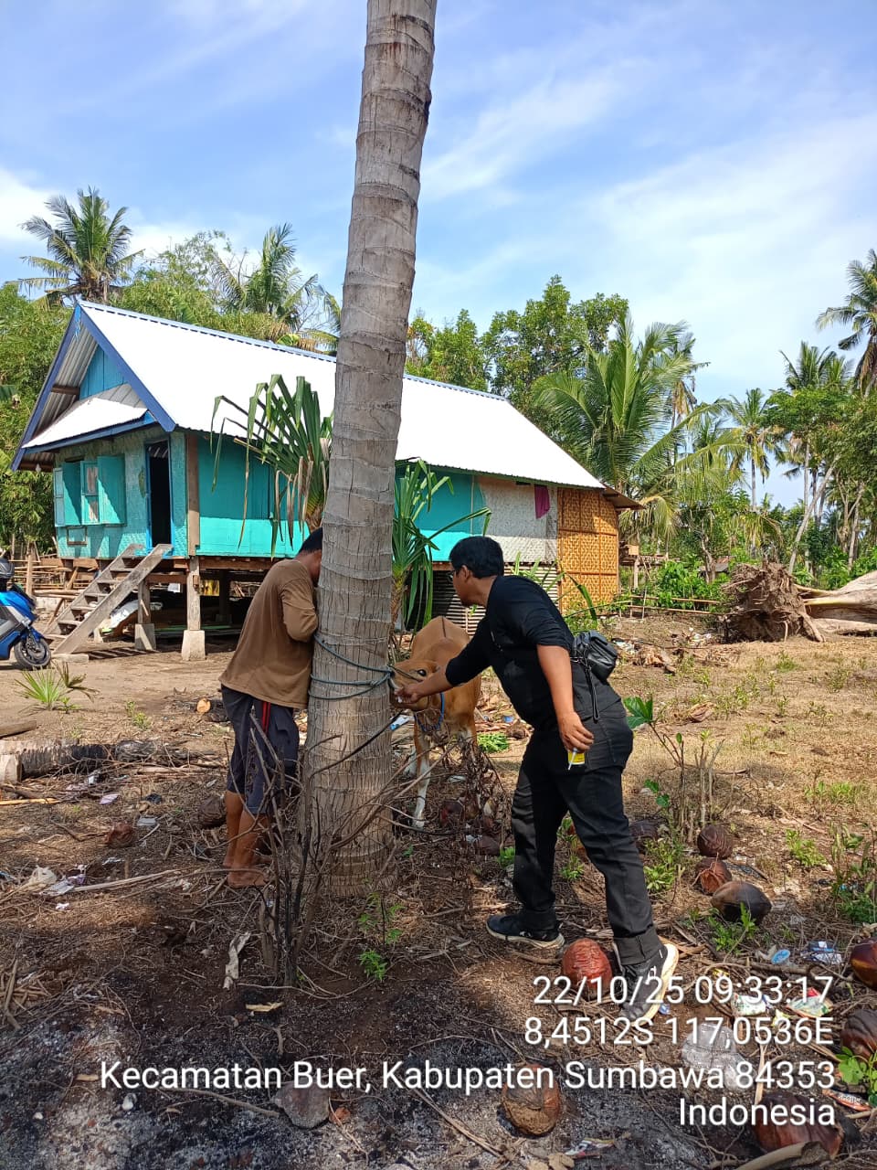 Vaksinasi PMK tahun 2025