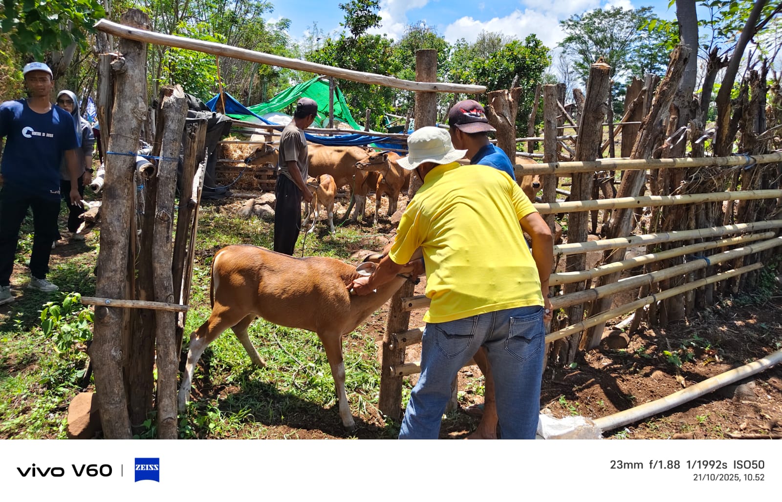 Vaksinasi PMK di Lenangguar 