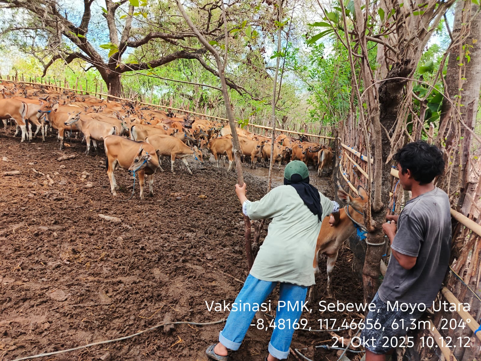 Vaksinasi PMK tahun 2025