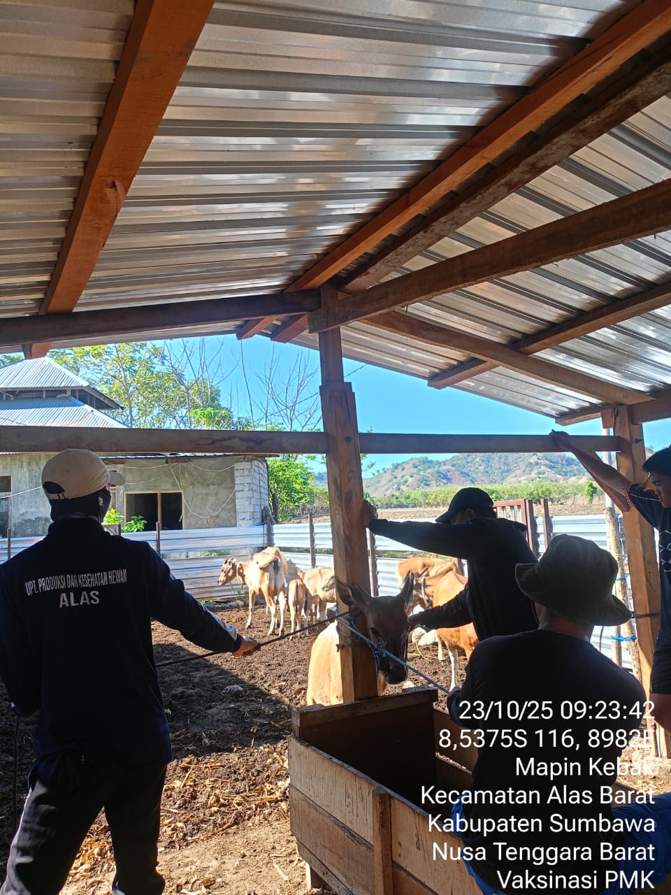 Vaksinasi PMK di Alas Barat 