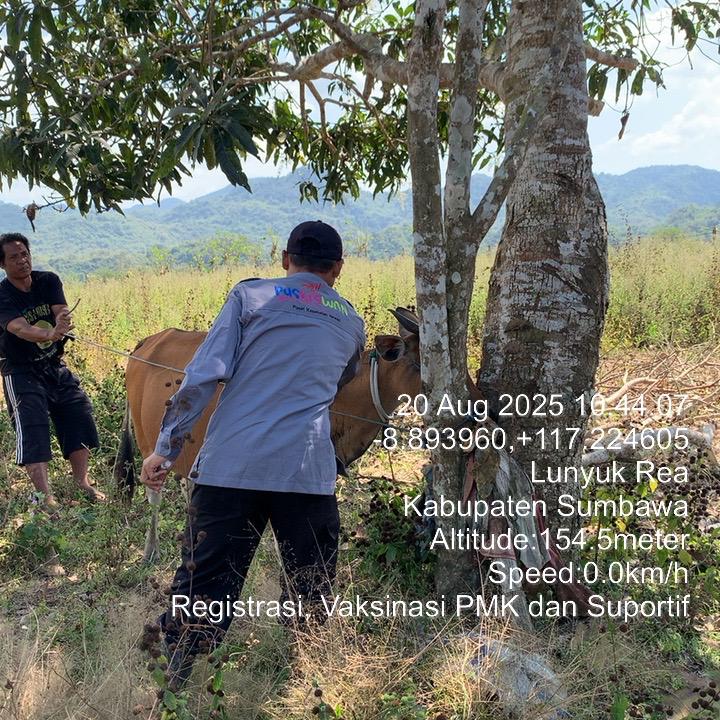 Vaksinasi PMK di Lunyuk 