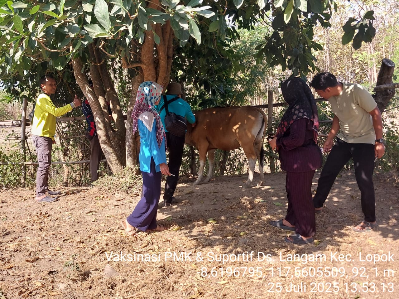 Vaksinasi PMK di Lopok 