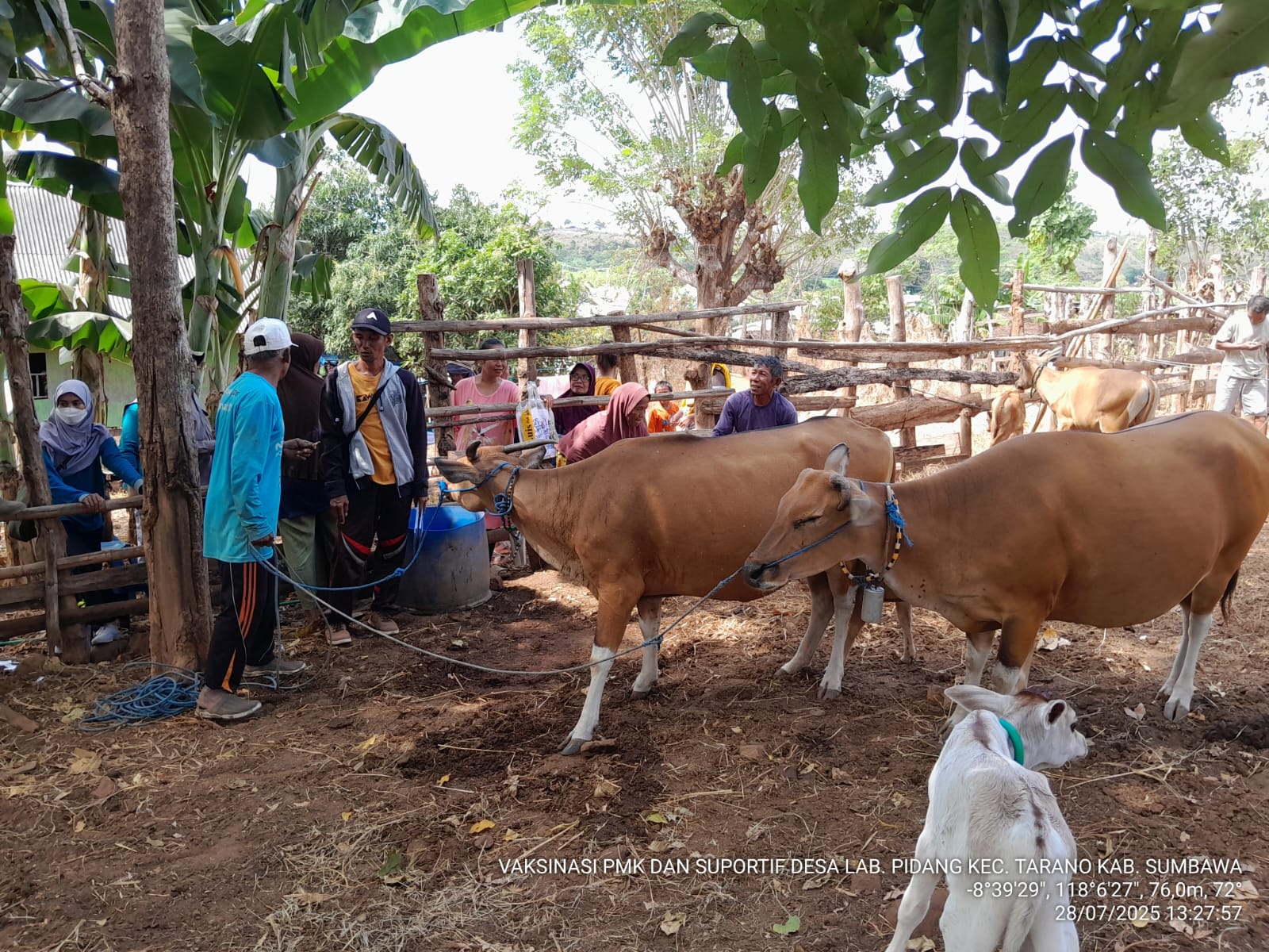 Vaksinasi PMK di Tarano 