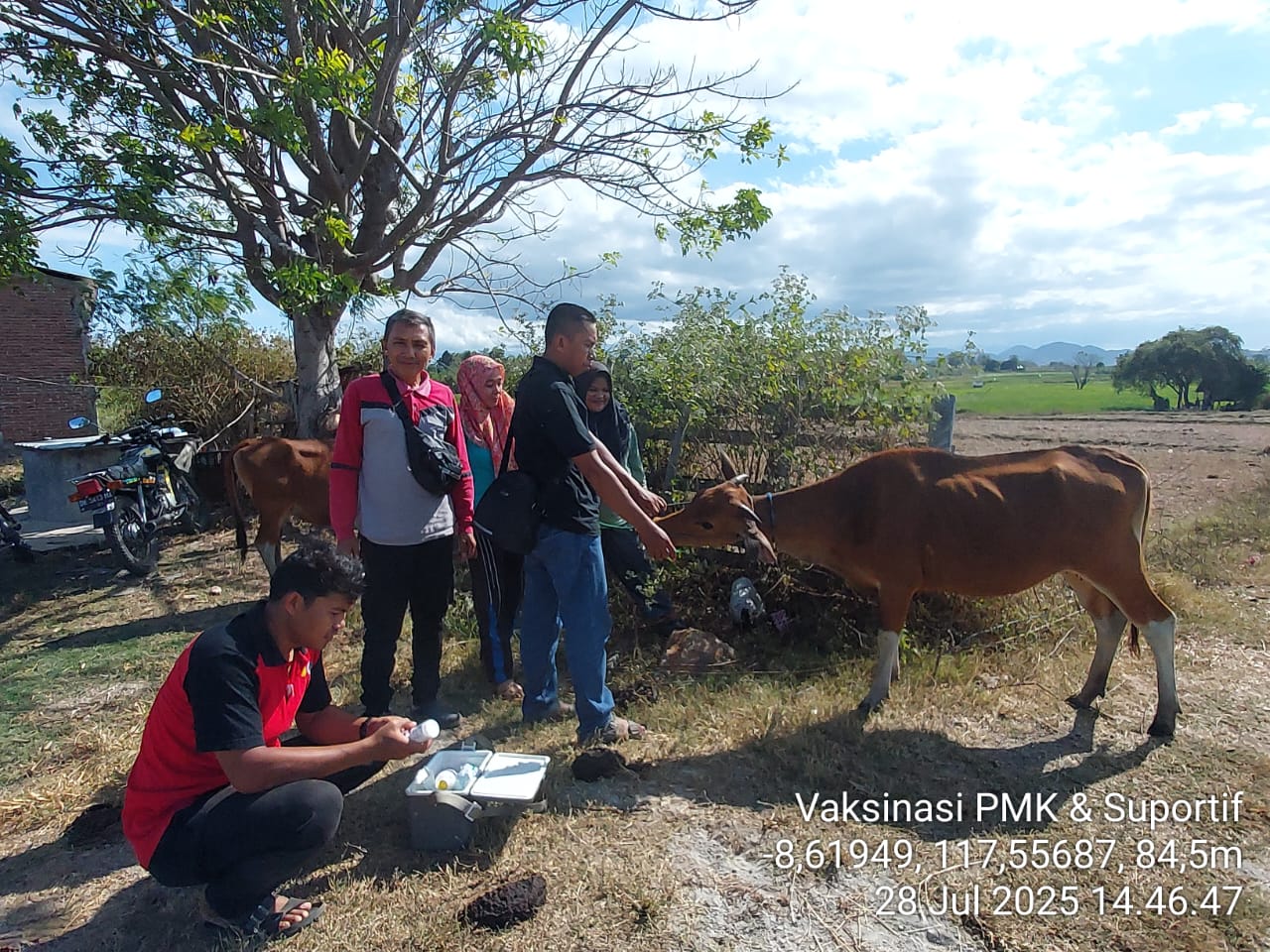 Vaksinasi PMK di Lape 