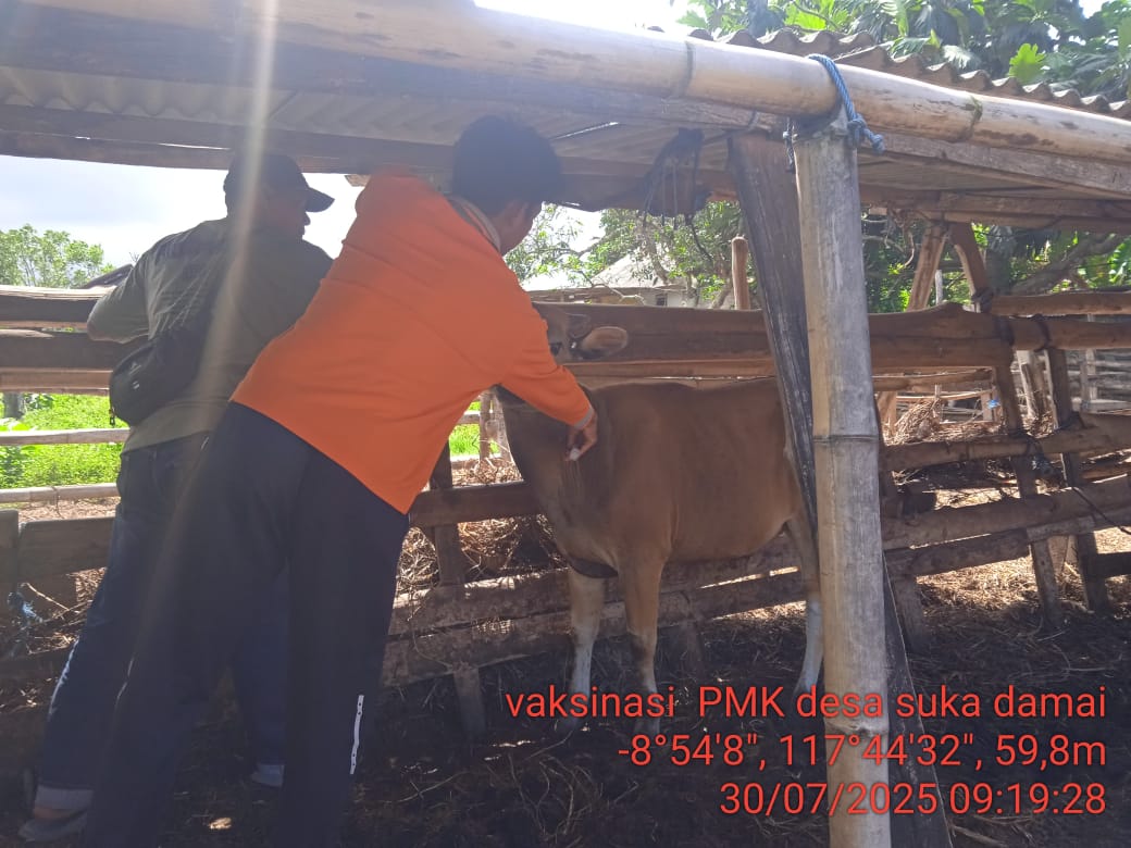 Vaksinasi PMK di Labangka 