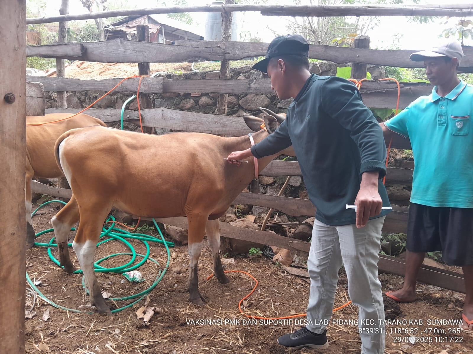 Vaksinasi PMK di Moyo Hulu