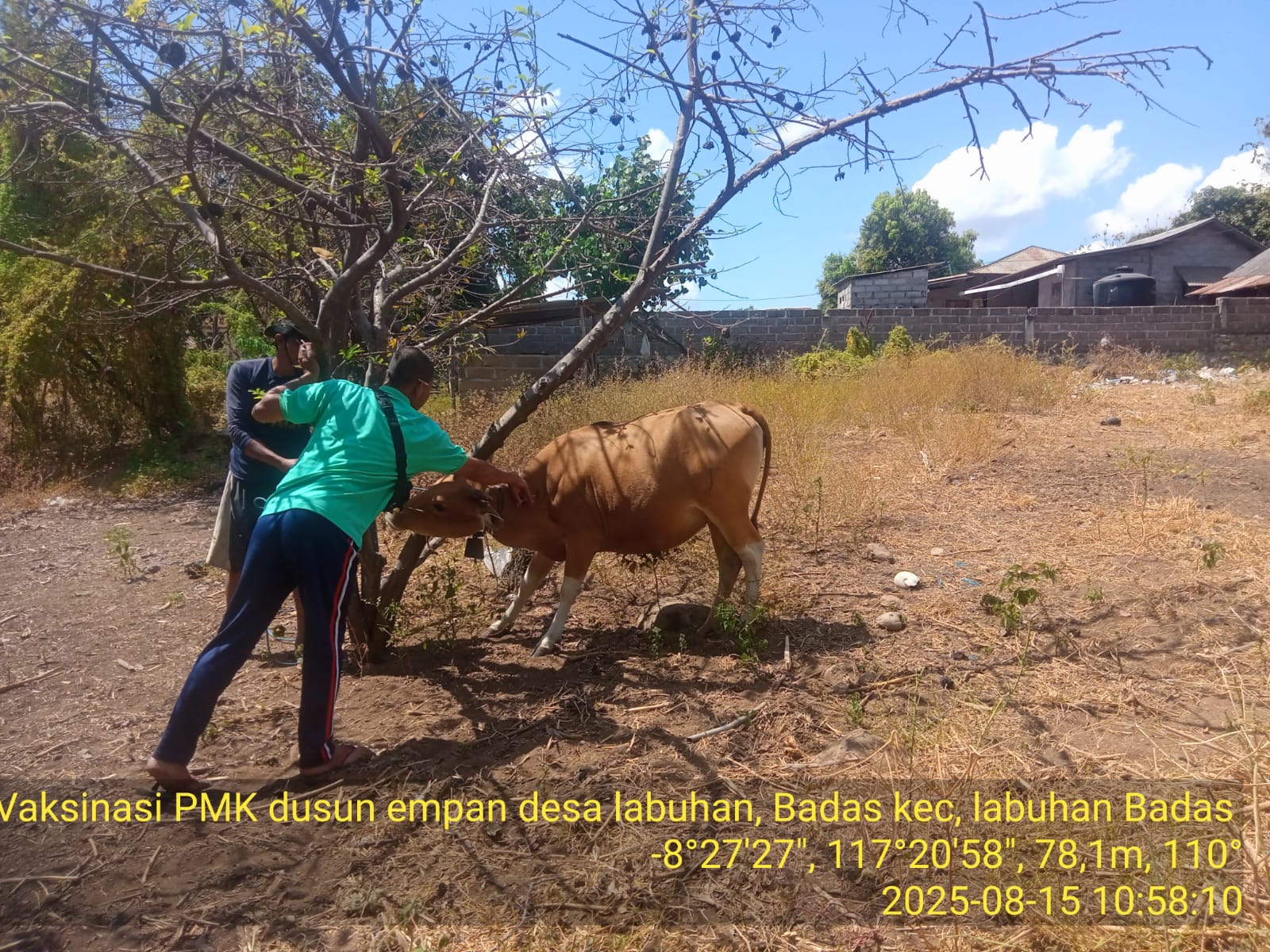 Vaksinasi PMK di Labuhan Badas 
