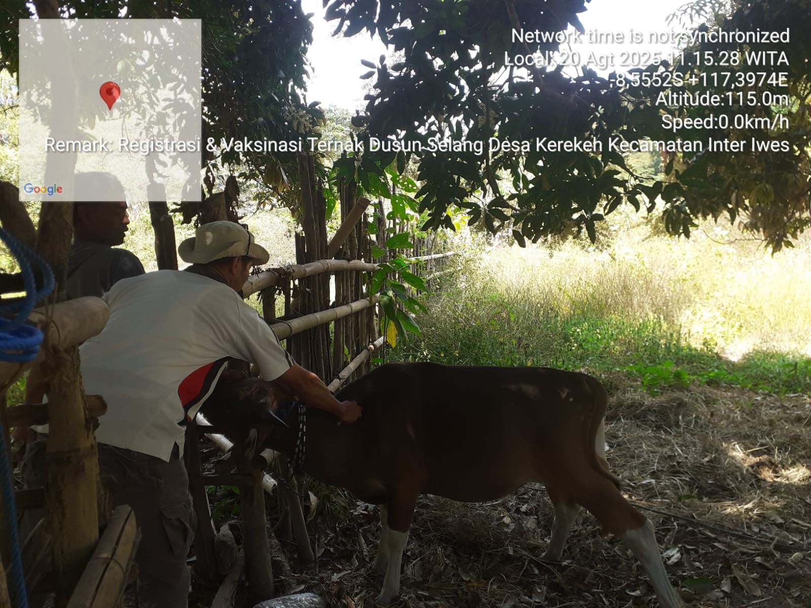 Vaksinasi PMK di Orong Telu 