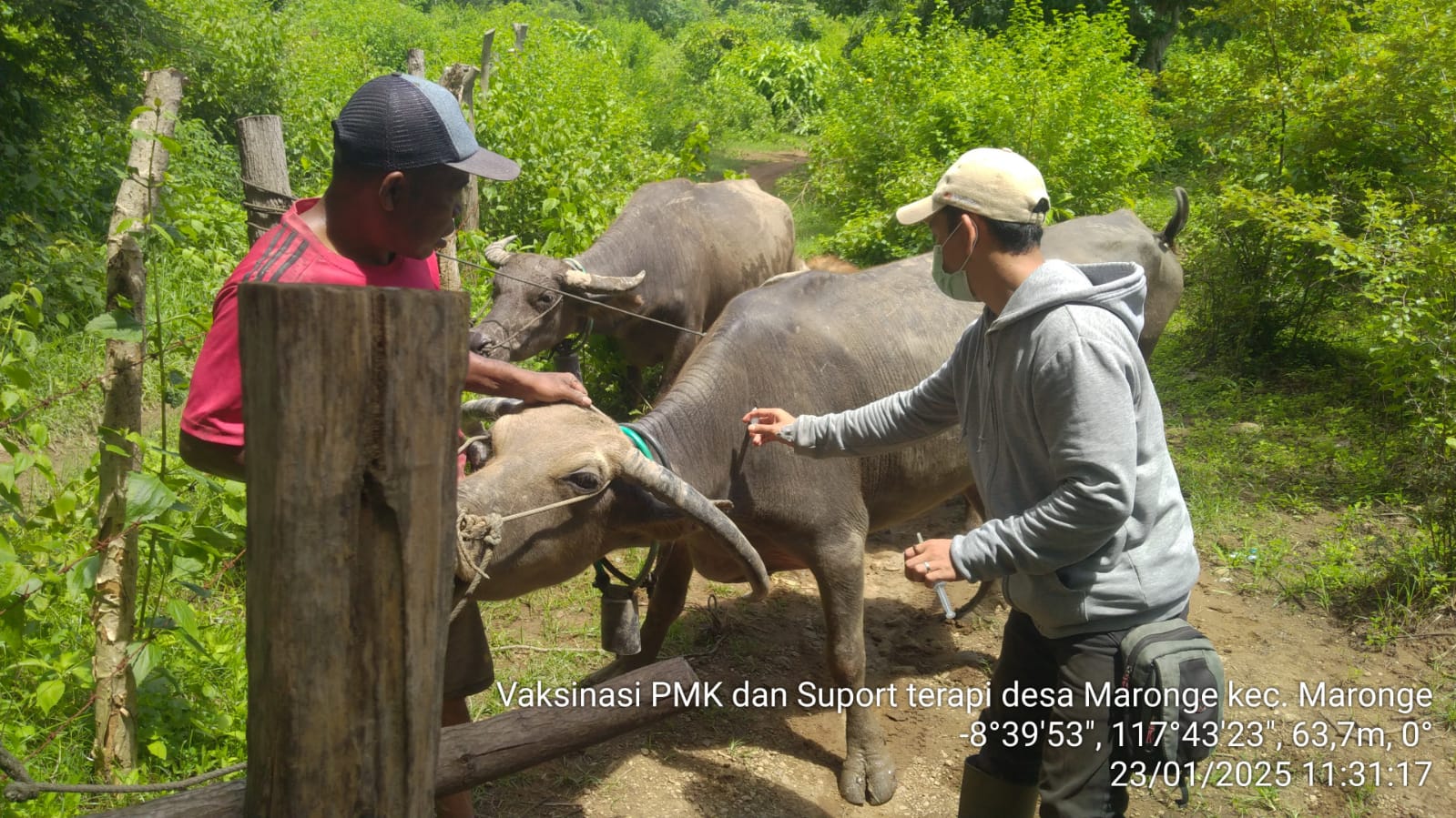 Vaksinasi PMK di Maronge 