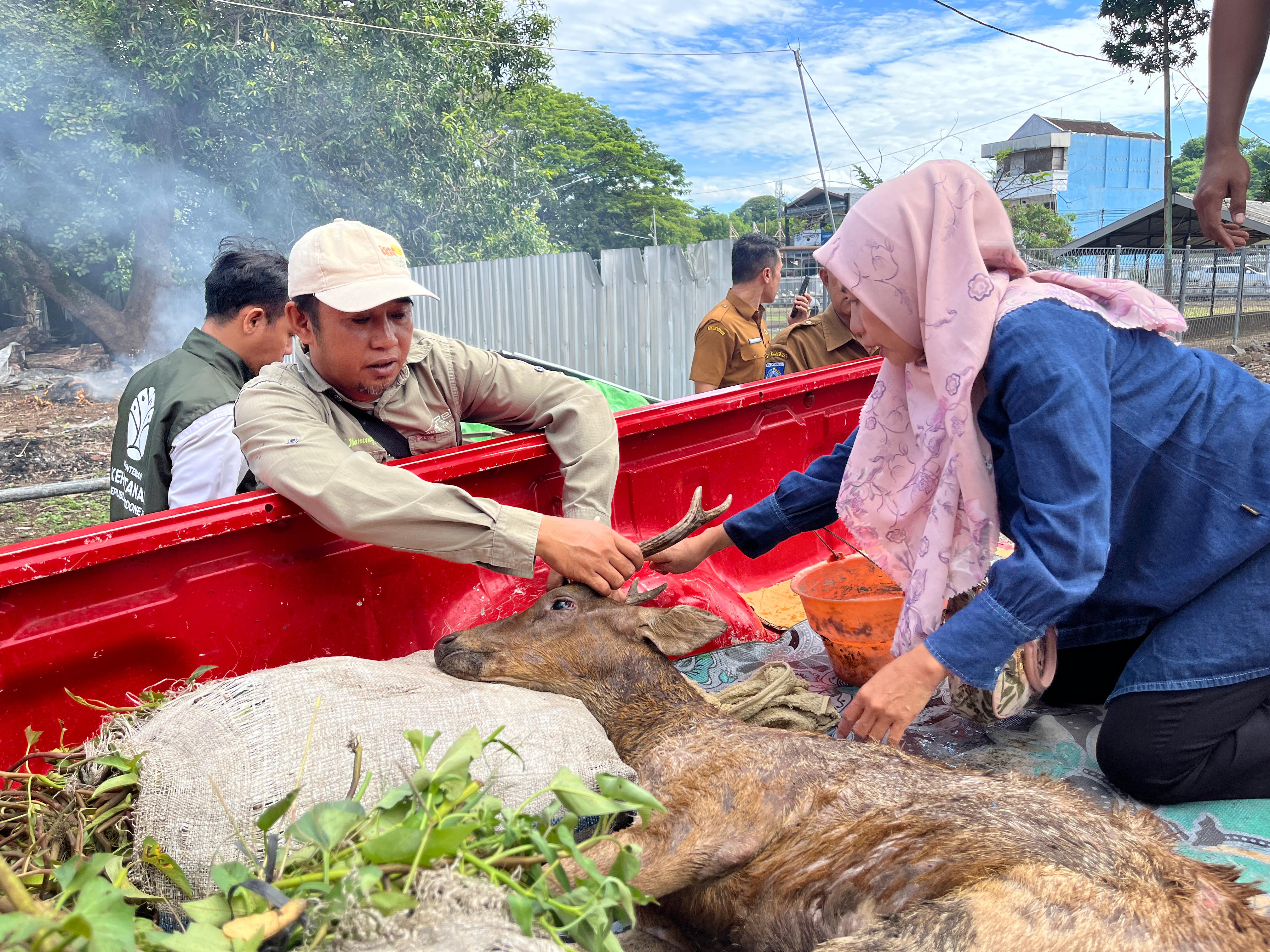 Pemindahan Rusa Timur ke wilayah konservasi Pulau Moyo (Amanwana) 