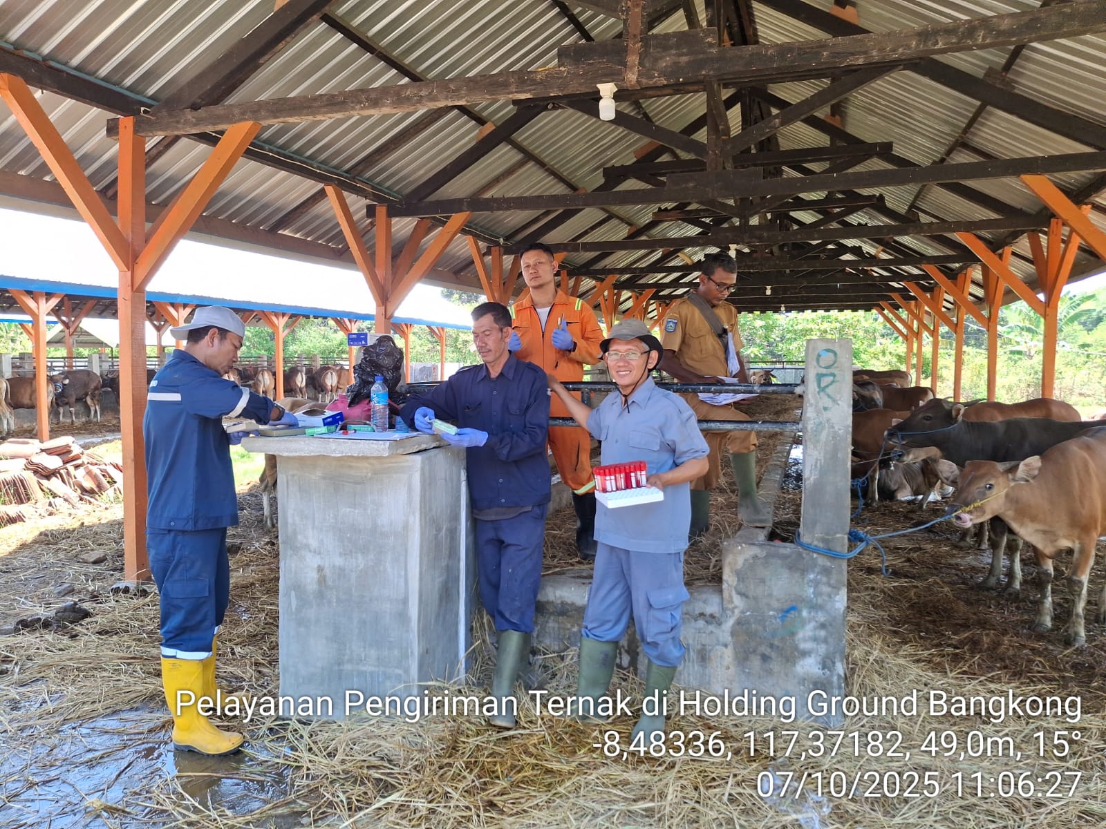 Pelayanan Pengiriman Ternak di HG Bangkong 