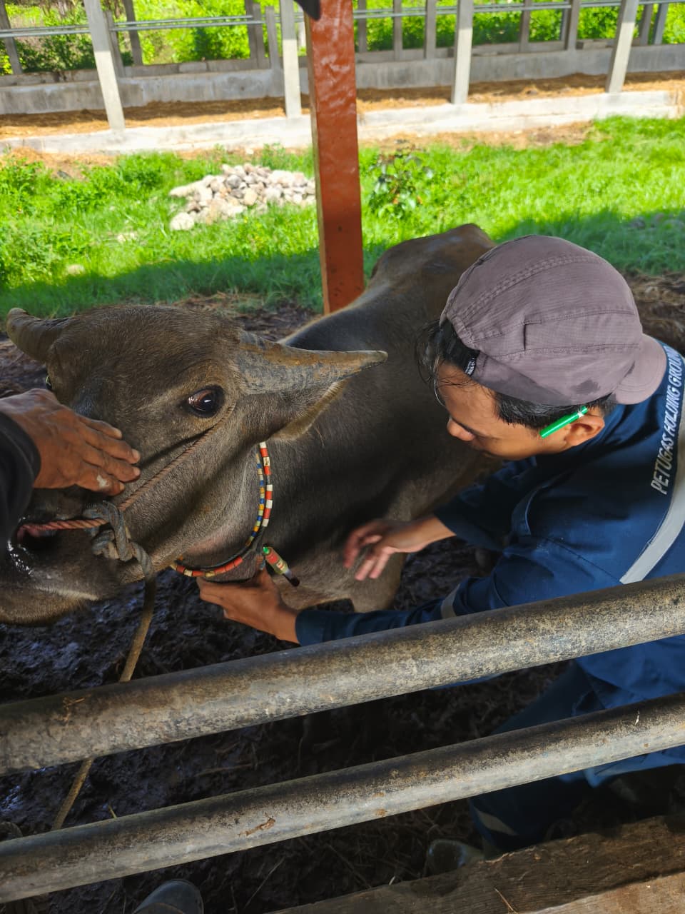 Pelayanan Pengiriman Ternak di Holding Ground Bangkong 