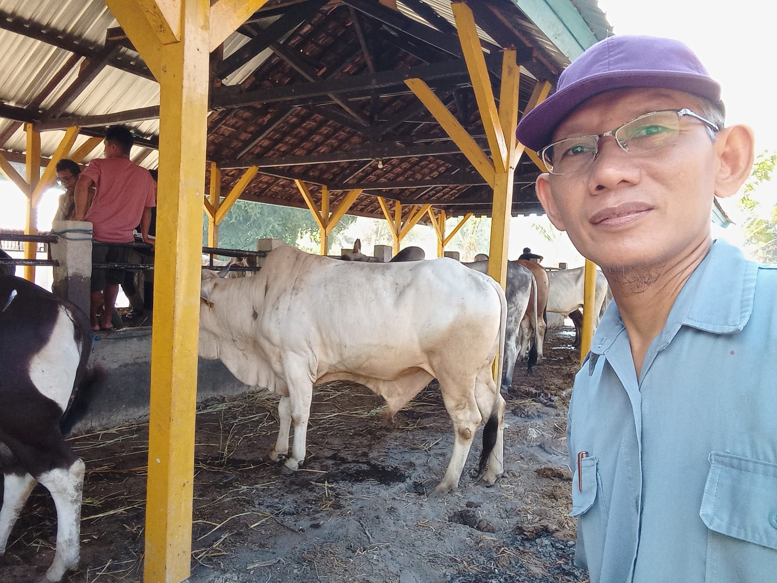 Pelayanan Pengiriman Ternak di HG Bangkong 