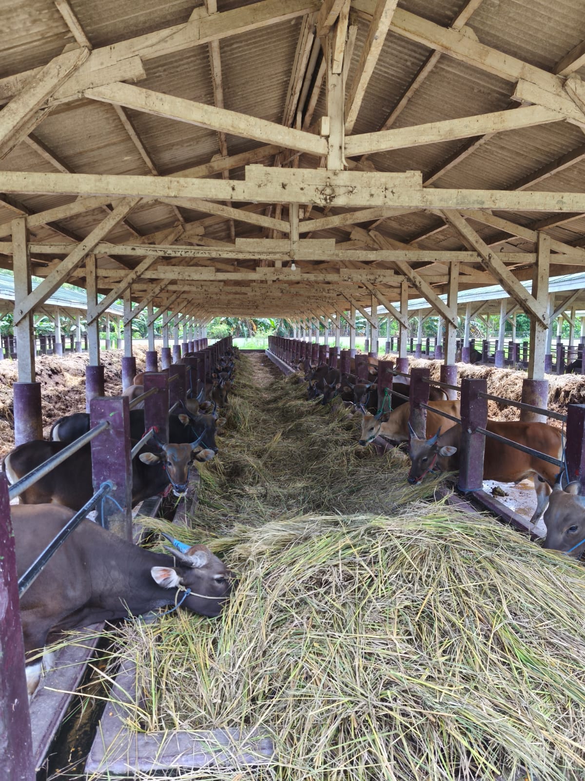 Pelayanan Pengiriman Ternak di Holding Ground 2026 