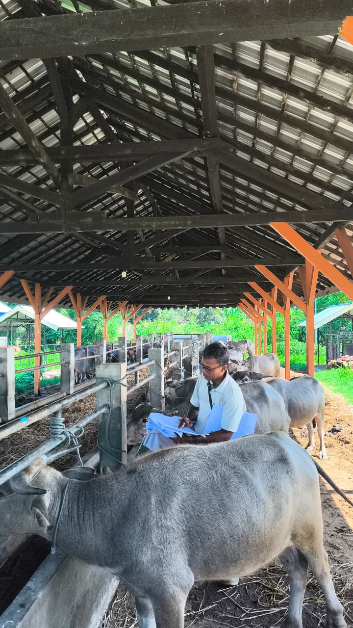Pemeriksaan fisik ternak oleh petugas 