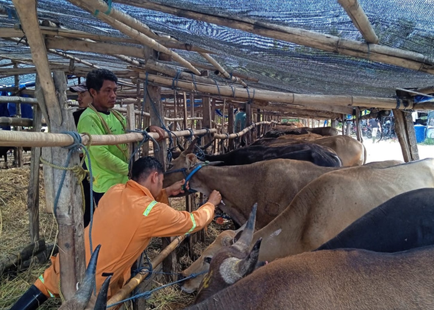 Pemeriksaan Lalu Lintas Ternak