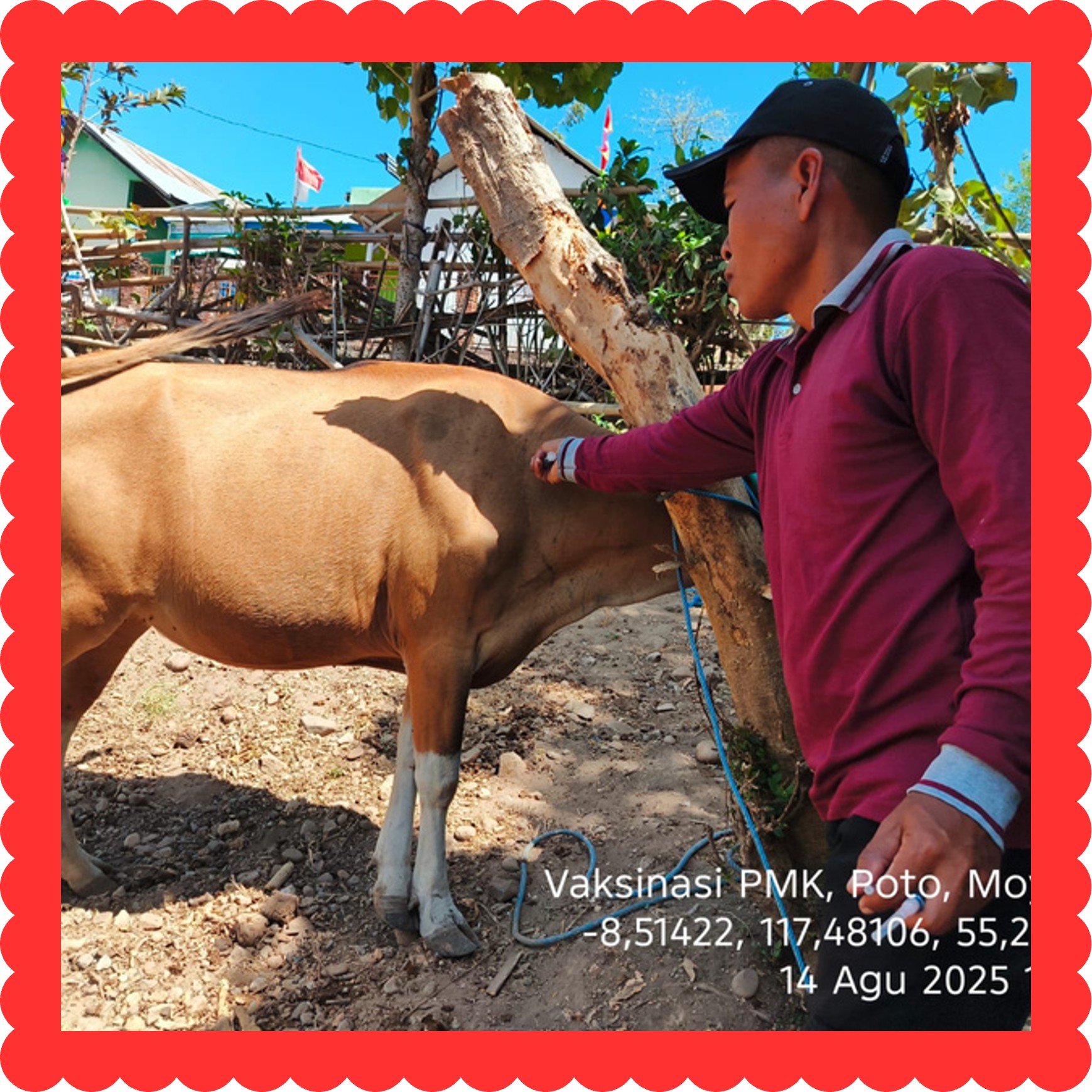 Pelayanan Kesehatan Hewan